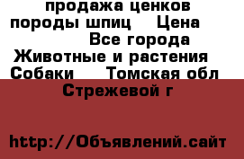 продажа ценков породы шпиц  › Цена ­ 35 000 - Все города Животные и растения » Собаки   . Томская обл.,Стрежевой г.